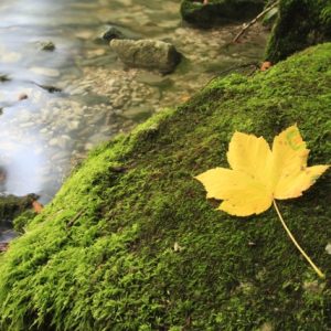 „Biodiversitätspreis Silberdistel“