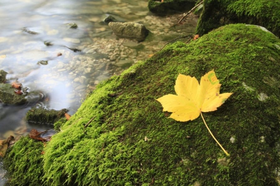 „Biodiversitätspreis Silberdistel“ „Biodiversitätspreis Silberdistel“