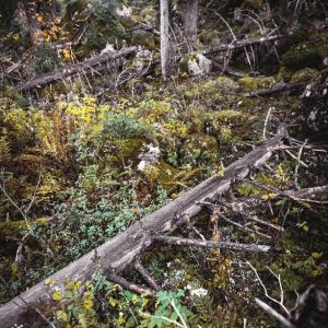 Der Wald im Natur- und Geopark Steirische Eisenwurzen