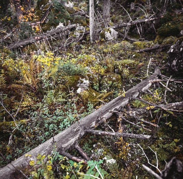 Der Wald im Natur- und Geopark Steirische Eisenwurzen