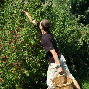 Jetzt auch in der Steiermark: Regionale Gehölzvermehrung