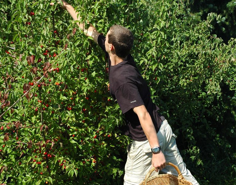 Jetzt auch in der Steiermark: Regionale Gehölzvermehrung