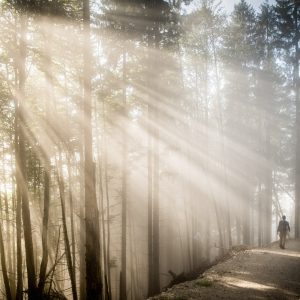 Herrliche Wälder | Foto © Stefan Leitner