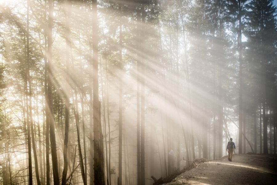 02) Multitalent Wald – von Schutz bis Erholung 02) Multitalent Wald – von Schutz bis Erholung