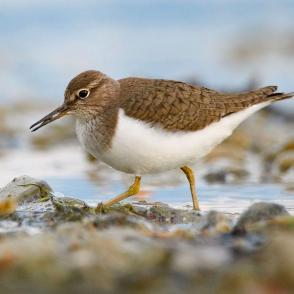 flussuferlaeufer flussuferlaeufer