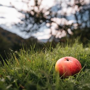 Streuobst © Stefan Leitner - Gesäuse