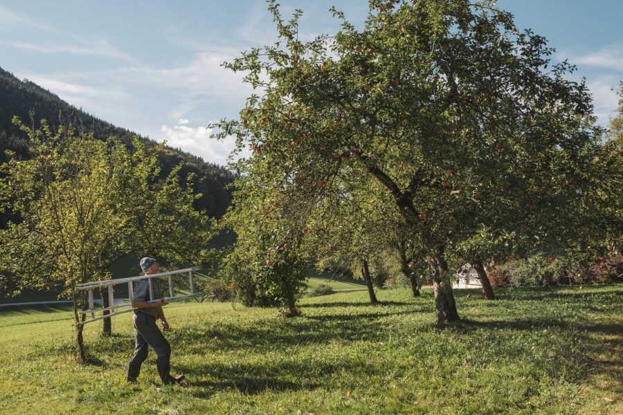 Äpfel und Birnen – Leader-Kleinprojekt 2016