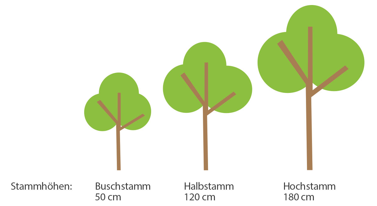 Streuobstbäume Natur- & Geopark Steirische Eisenwurzen Streuobstbäume Natur- & Geopark Steirische Eisenwurzen