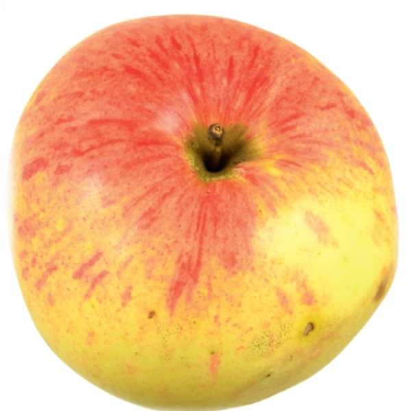 Steirischer Constantin