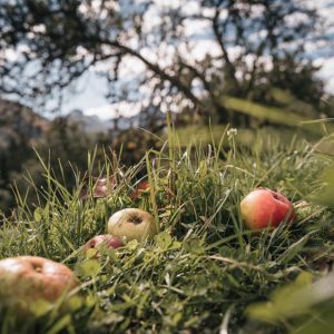 Streuobst © Stefan Leitner - Gesäuse