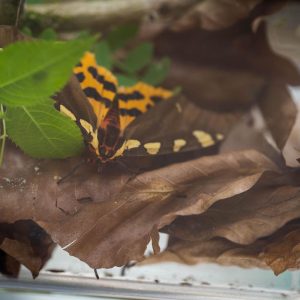 Biotopverbund Steirische Eisenwurzen