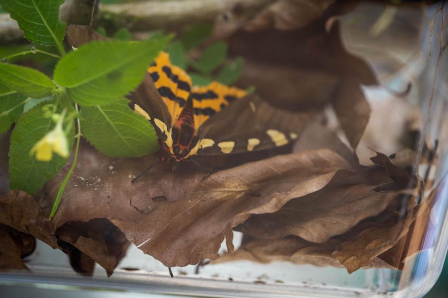 Biotopverbund Steirische Eisenwurzen Biotopverbund Steirische Eisenwurzen