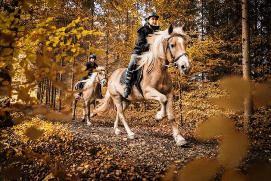 Reiterhof Laussabauer