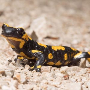 Spitzenbachklamm | Foto © Heinz Peterherr