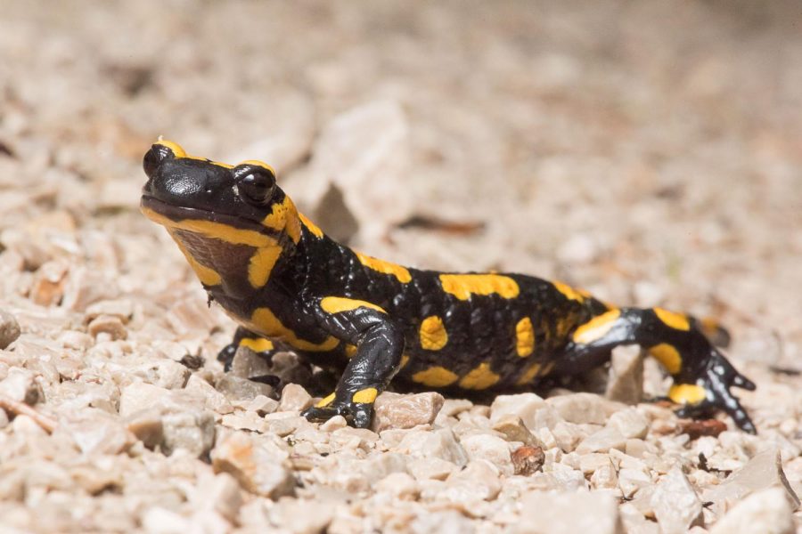 Zeitreise Eisenwurzen Zeitreise Eisenwurzen