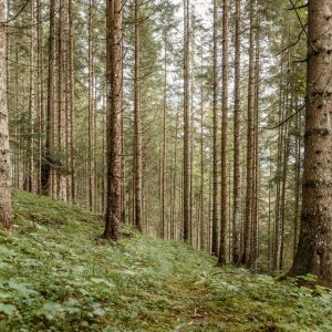 Themenweg „Klimafitter Wald“ in Gams