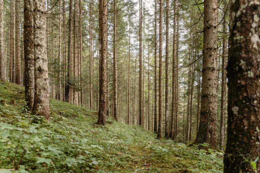 Themenweg „Klimafitter Wald“ in Gams