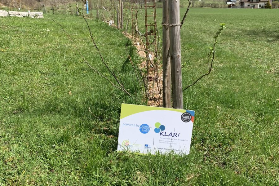 Demofläche Agroforst