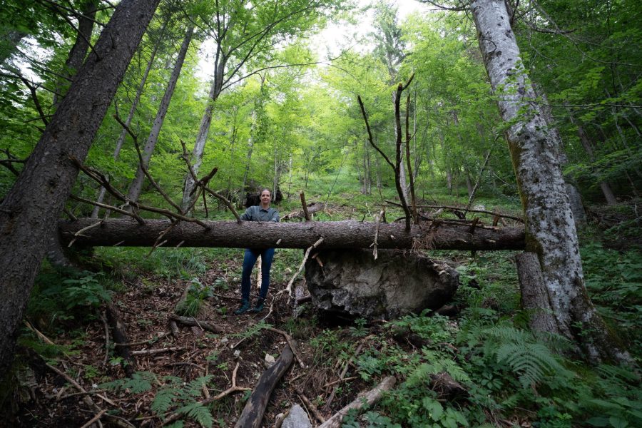 Objektschutzwald Objektschutzwald