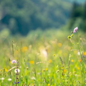 05) Landwirtschaft trifft öffentliche Grünraumgestaltung – Saatgut um’s Eck
