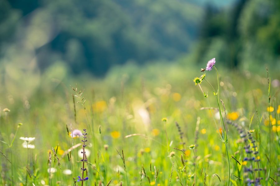 05) Landwirtschaft trifft öffentliche Grünraumgestaltung – Saatgut um’s Eck