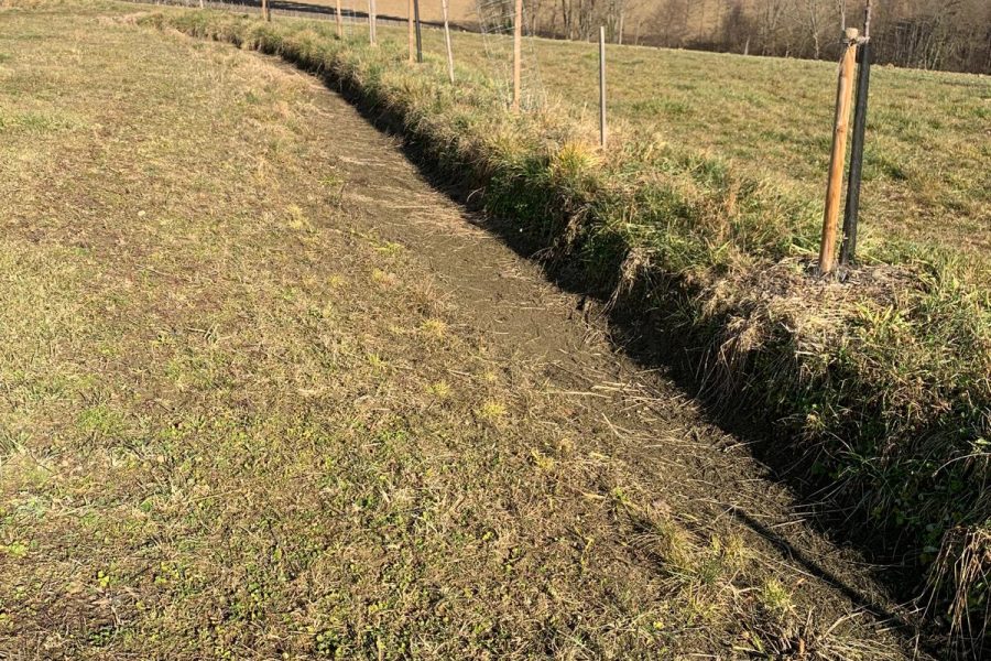 Demofläche Agroforst