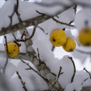 Naturschutz verschenken: Eine Weihnachtliche Aktion des Natur- und Geoparks Steirische Eisenwurzen und der Stiftung Naturparke