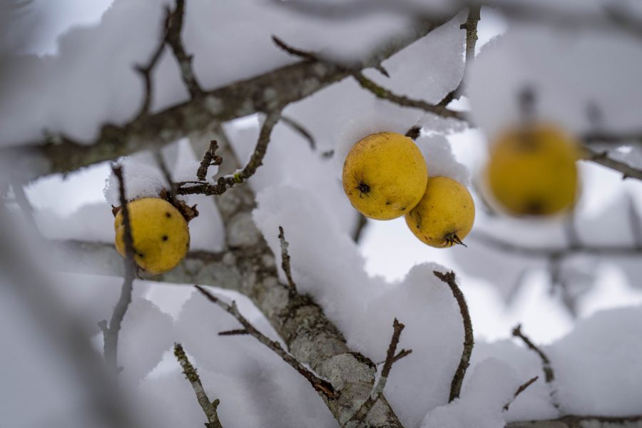Naturschutz verschenken: Eine Weihnachtliche Aktion des Natur- und Geoparks Steirische Eisenwurzen und der Stiftung Naturparke Naturschutz verschenken: Eine Weihnachtliche Aktion des Natur- und Geoparks Steirische Eisenwurzen und der Stiftung Naturparke