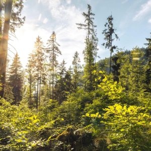 Healthy forest regions