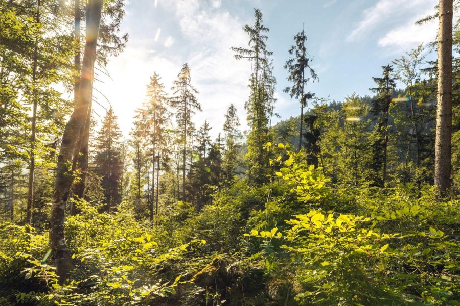 Healthy forest regions