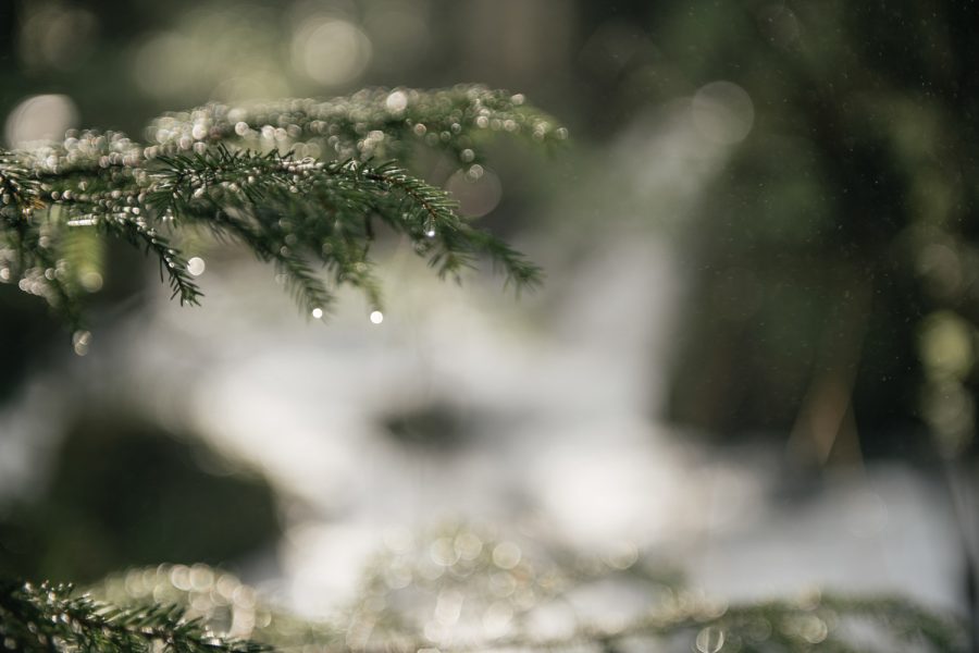 Multiplikator Naturschutz