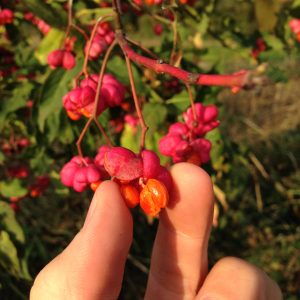 Regionale Gehölzvermehrung (c) RGV