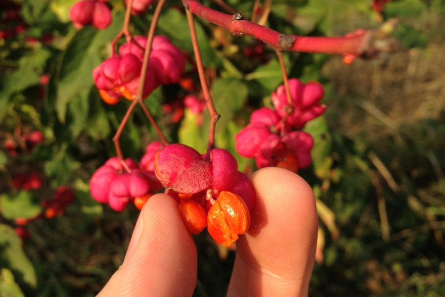 Regionale Gehölzvermehrung Regionale Gehölzvermehrung