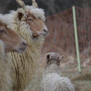 Gefährdete Nutztiere schützen bedrohte Wildtiere