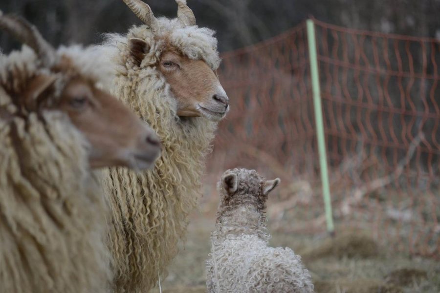 Gefährdete Nutztiere schützen bedrohte Wildtiere Gefährdete Nutztiere schützen bedrohte Wildtiere