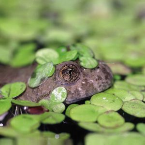 Wiederherstellung wichtiger Lebensräume in Naturparken