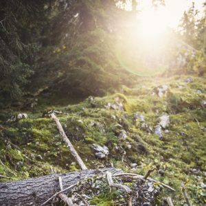 Wildnis in Wildalpen