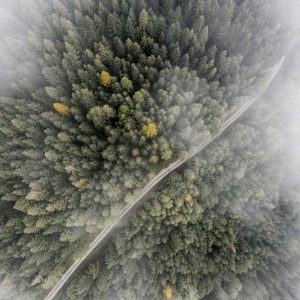 Healthy forest regions
