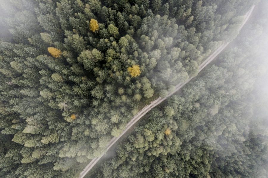 CLIBIFO/Forwards – Klimafitte Wälder